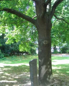 A mature tree stands beside a dark basalt stone pillar in the 7000 Oaks installation.