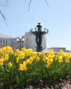 Bartholdi Fountain framed by yellow daffodils, with bronze figures supporting a basin and water spraying from the top.