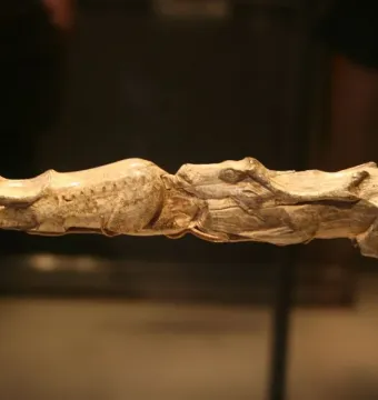 Swimming Reindeer bone carving showing two elongated animal figures in close pursuit.