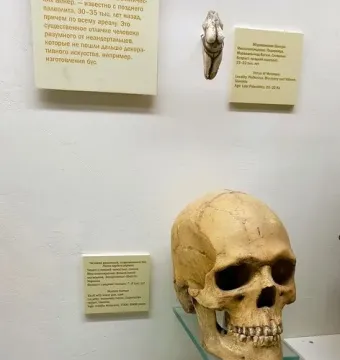 Venus of Moravany figurine mounted on a white wall beside an informational plaque.