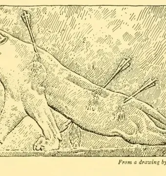 Relief of a wounded lioness from the Lion Hunt of Ashurbanipal, shown with arrows in its body and mouth open in pain.