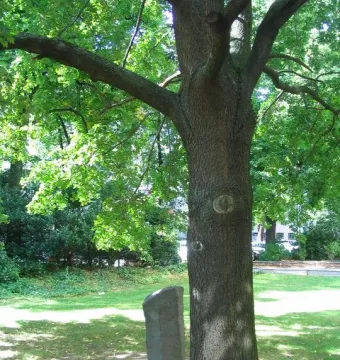 A mature tree stands beside a dark basalt stone pillar in the 7000 Oaks installation.