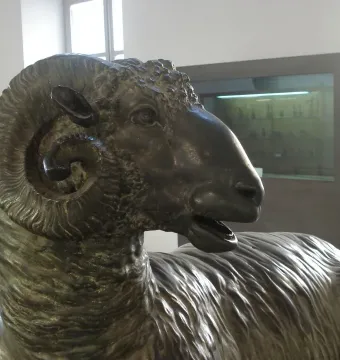 Close-up of a bronze ram sculpture with tightly coiled horns and textured fleece in a museum gallery.