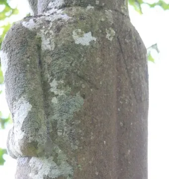 Weathered stone surface of the Vénus de Quinipily, showing the back and shoulder with lichen patches.