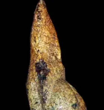 Venus of Savignano stone figurine with rounded breasts, belly, and hips against a black background