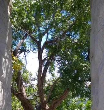 Maryhill Stonehenge framed by rough stone columns, with a leafy tree in the center.