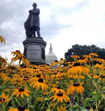 James A. Garfield Monument behind a field of yellow flowers with the U.S. Capitol dome in the background.
