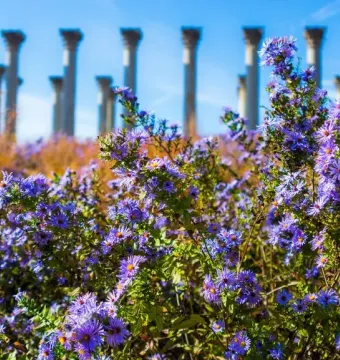 Purple flowers in the foreground with the Capitol Columns rising softly in the background under a blue sky.