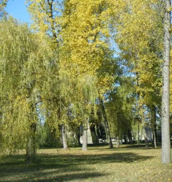 Autumn trees in a park with the War Never Again monument nearby.