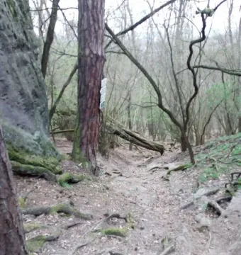 A narrow forest trail near Klácelka winds downhill past moss-covered boulders and bare trees.