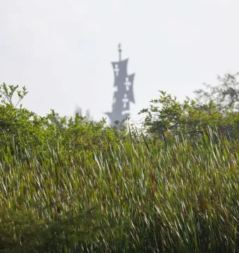 Blurry silhouette of Birth of the New World behind tall grasses and foliage.
