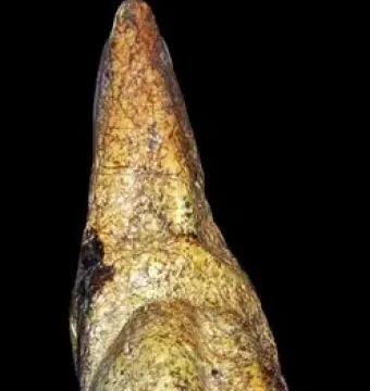 Venus of Savignano stone figurine with a mottled yellow-green surface and rounded central forms