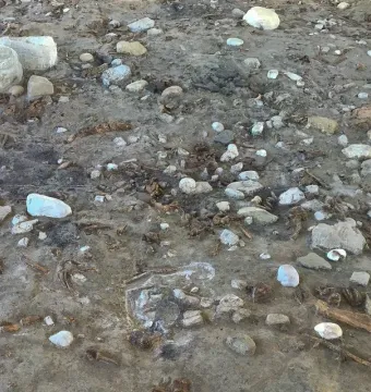 Archaeological excavation surface with scattered stones, bone fragments, and textured soil from the Venus of Monruz site.