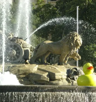 A lion sculpture from the Cibeles Fountain with water splashing around it and a bright yellow rubber duck in the foreground.