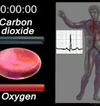 Scientific diagram showing a red blood cell, oxygen and carbon dioxide labels, and a human circulatory system with an ECG waveform.