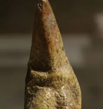 Venus of Savignano stone figurine with a stylized female torso on a stand.