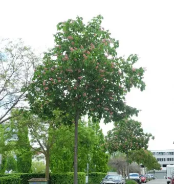 A mature tree with pink blossoms stands in a grassy median along an urban street, part of 7000 Oaks.