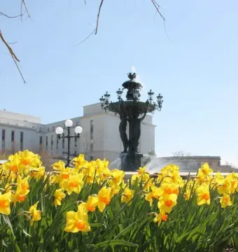 Bartholdi Fountain framed by yellow daffodils, with bronze figures supporting a basin and water spraying from the top.