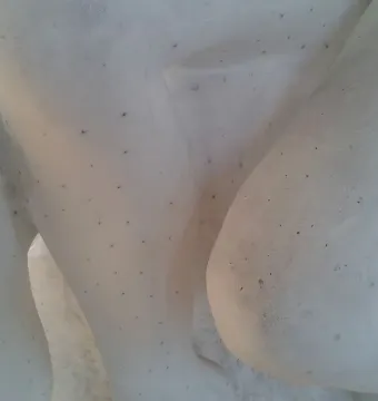 Close-up of The Kiss in white plaster, showing smooth curving forms with scattered dark specks.