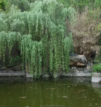 A weeping willow beside a green pond with a traditional tiled-roof structure and railing at Huangze Monastery Rock Sculptures.