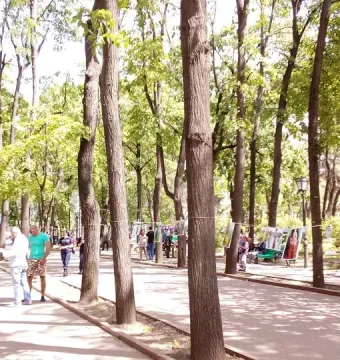 A tree-lined park path with people walking past an outdoor photo exhibition displayed between the trees.