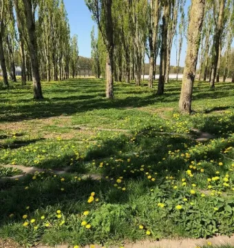 A tree-lined alley in The Green Cathedral with tall slender trees, green grass, and yellow wildflowers.