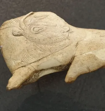 Bison Licking Insect Bite carving in pale bone or antler, shown recumbent with engraved details and a long curved tongue.