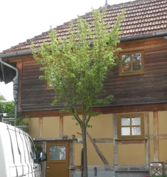 A young tree from 7000 Oaks stands in front of a half-timbered house.