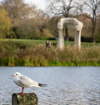 A white gull perched on a mossy post with The Arch in the background across the water.