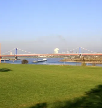 Rhine Orange standing on a grassy riverbank with a bridge and industrial structures in the background.