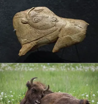 Two-panel image showing a carved antler bison fragment above and a dark bison lying in a field of white dandelions below, with its tongue extended.