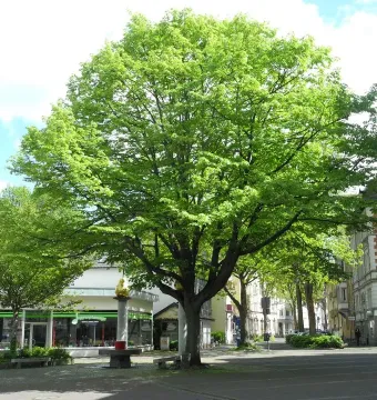 7000 Oaks with a large leafy tree and a stone monument topped by a golden sphere in an urban street setting