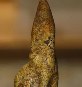 Venus of Savignano stone figurine shown upright in a small holder.