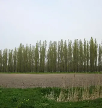 A long row of tall slender trees in The Green Cathedral stands beyond tilled brown earth, with a curving path and overcast sky.
