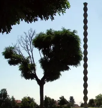 The Endless Column rises above a green park, partly obscured by a tree and a wooden bench in the foreground.