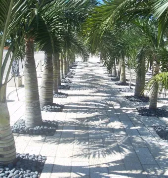 A palm-lined walkway with dappled sunlight and dark stone borders in Miami Beach.