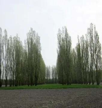 Rows of young trees forming The Green Cathedral in Almere, with an aisle-like opening over green grass and dark tilled soil.