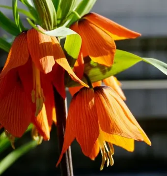Vibrant orange crown imperial flowers in bloom near the Vodnik Monument.