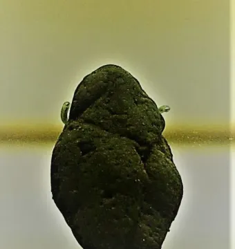 Dark irregular stone artifact, identified as the Venus of Berekhat Ram, hanging against a plain background.