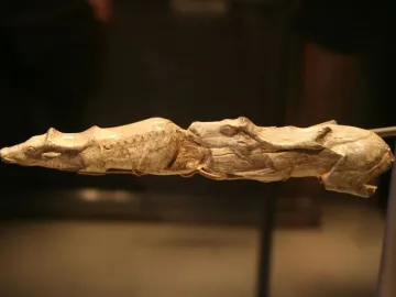 Swimming Reindeer bone carving showing two elongated animal figures in close pursuit.