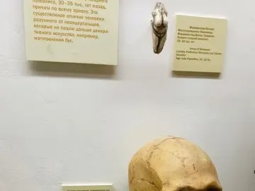 Venus of Moravany figurine mounted on a white wall beside an informational plaque.