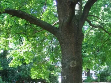 A mature tree stands beside a dark basalt stone pillar in the 7000 Oaks installation.