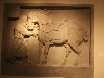 Weathered stone relief panel from the Six Steeds of Zhao Mausoleum showing a horse in profile, illuminated in a museum display.