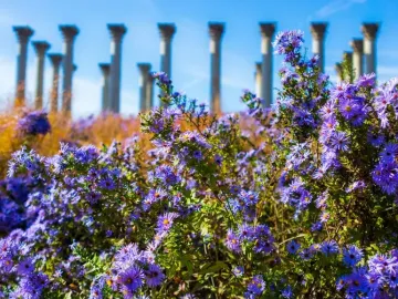 Purple flowers in the foreground with the Capitol Columns rising softly in the background under a blue sky.