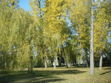 Autumn trees in a park with the War Never Again monument nearby.