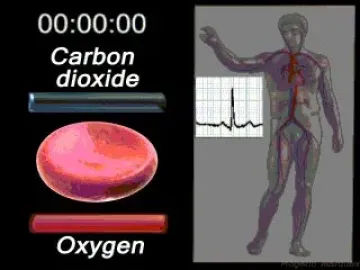 Scientific diagram showing a red blood cell, oxygen and carbon dioxide labels, and a human circulatory system with an ECG waveform.
