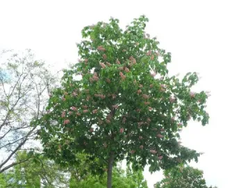 A mature tree with pink blossoms stands in a grassy median along an urban street, part of 7000 Oaks.