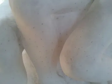 Close-up of The Kiss in white plaster, showing smooth curving forms with scattered dark specks.