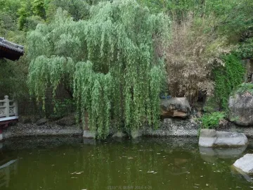 A weeping willow beside a green pond with a traditional tiled-roof structure and railing at Huangze Monastery Rock Sculptures.
