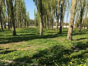 A tree-lined alley in The Green Cathedral with tall slender trees, green grass, and yellow wildflowers.